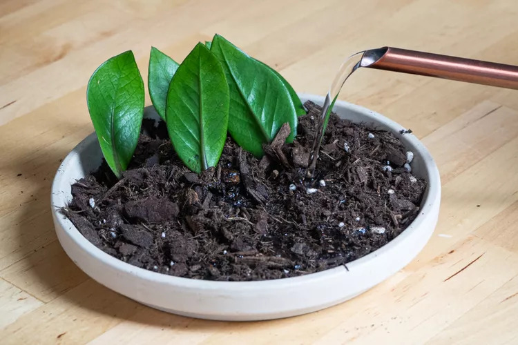 6 l&yacute; do v&igrave; sao n&ecirc;n trồng một chậu c&acirc;y kim tiền trong nh&agrave;- Ảnh 3.