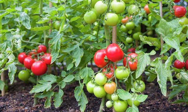 C&agrave; chua tốt nhưng 8 nh&oacute;m người n&agrave;y n&ecirc;n hạn chế ăn kẻo "hối hận"- Ảnh 2.