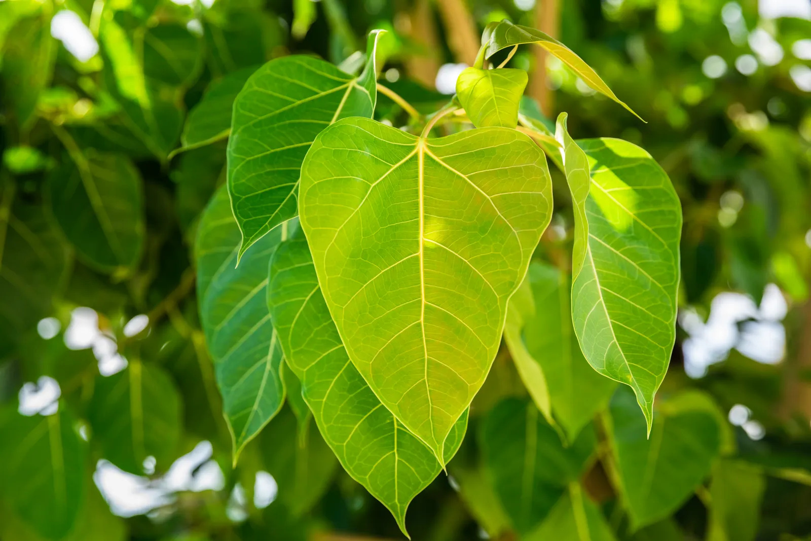 7 loại c&acirc;y đừng trồng trong nh&agrave;: Dễ mang vận xui, c&oacute; loại mang độc t&iacute;nh- Ảnh 7.