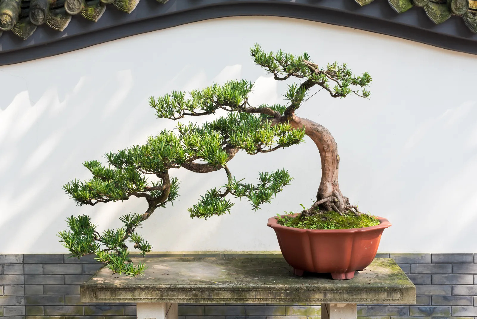 7 loại c&acirc;y đừng trồng trong nh&agrave;: Dễ mang vận xui, c&oacute; loại mang độc t&iacute;nh- Ảnh 2.