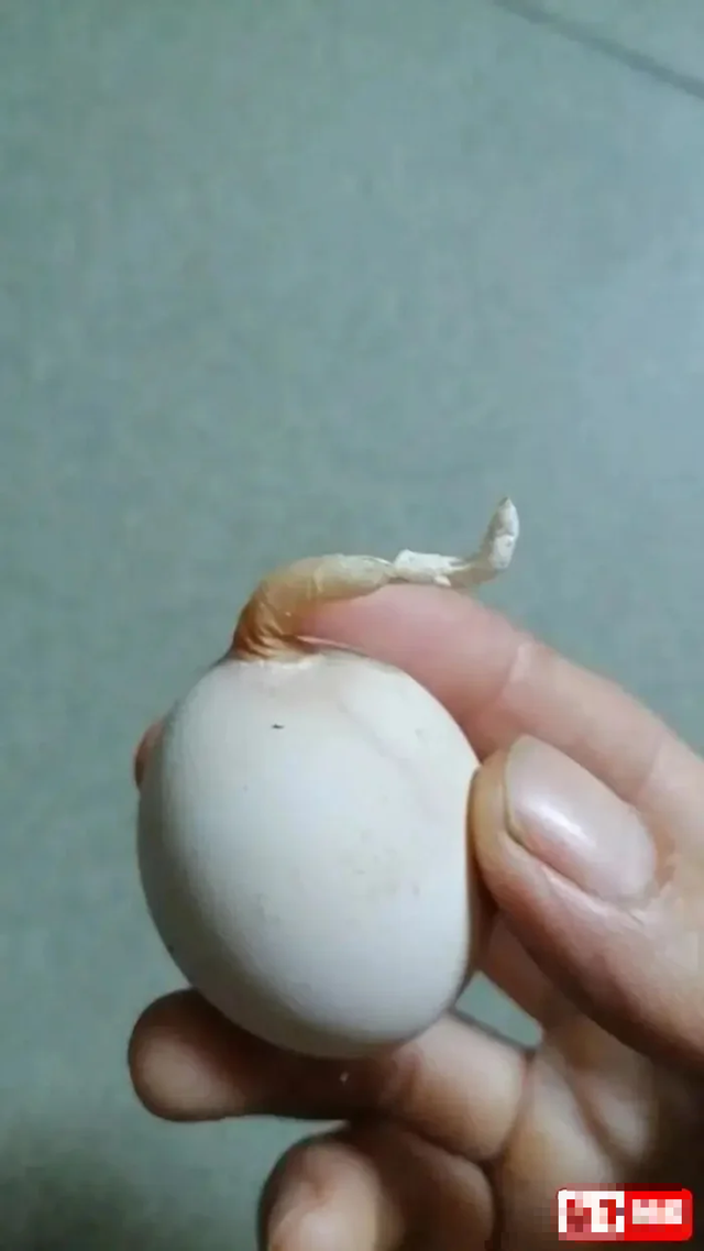 Quả trứng g&agrave; kỳ lạ mọc "đu&ocirc;i" d&agrave;i 5 cm- Ảnh 1.