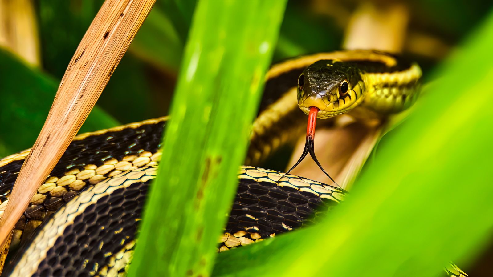 8 sai lầm v&ocirc; t&igrave;nh &ldquo;mời&rdquo; rắn v&agrave;o s&acirc;n vườn, nhiều gia đ&igrave;nh vẫn mắc m&agrave; kh&ocirc;ng biết- Ảnh 1.