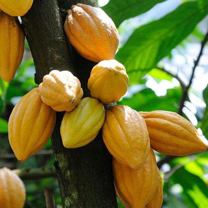 Tăng gi&aacute; l&ecirc;n 90.000 đồng, The Cocoa Project vẫn phải đ&oacute;ng cửa sau 5 năm- Ảnh 8.