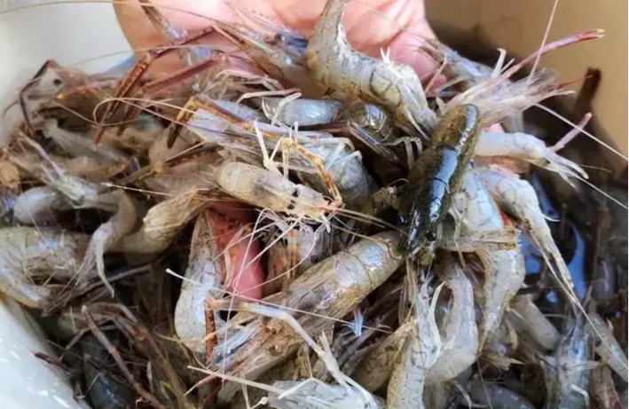 Chủ cửa h&agrave;ng hải sản 20 năm n&oacute;i thẳng: 5 loại t&ocirc;m c&oacute; cho kh&ocirc;ng cũng đừng lấy, chỉ người "dại" mới mua- Ảnh 5.