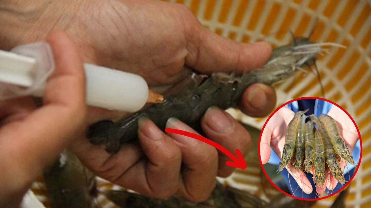 Chủ cửa h&agrave;ng hải sản 20 năm n&oacute;i thẳng: 5 loại t&ocirc;m c&oacute; cho kh&ocirc;ng cũng đừng lấy, chỉ người "dại" mới mua- Ảnh 4.