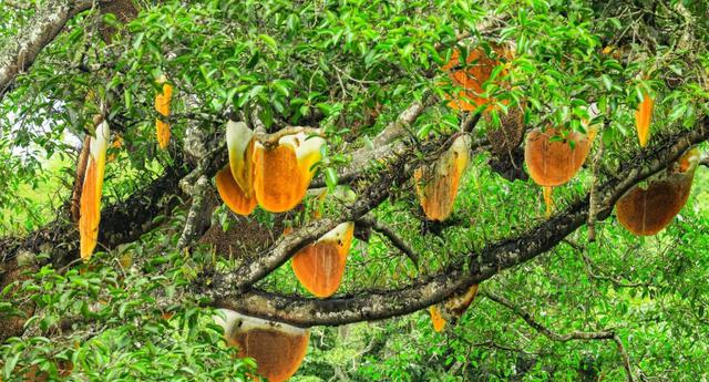 Nh&igrave;n l&ecirc;n c&acirc;y sung cổ thụ, người d&acirc;n sửng sốt chứng kiến cảnh tượng "nổi da g&agrave;"- Ảnh 1.