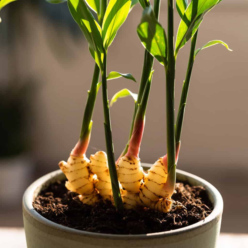 5 l&yacute; do v&igrave; sao gia đ&igrave;nh n&agrave;o cũng n&ecirc;n trồng một chậu gừng trong nh&agrave; - Ảnh 3.