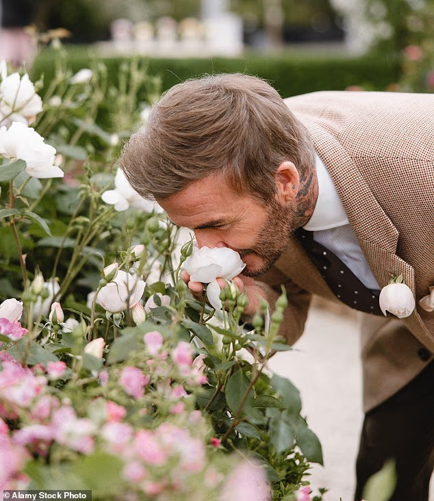 Tiểu thư Harper tự tay thiết kế b&ocirc;ng hồng đặc biệt tặng bố, David Beckham liền mang b&oacute; hoa đi đăng k&iacute; thương hiệu mới "o&aacute;ch"- Ảnh 2.