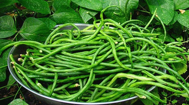 Đậu đũa được ví như “đậu thượng hạng”, giàu kali, axit folic, được đánh giá tốt cho đường ruột và tim mạch- Ảnh 4.