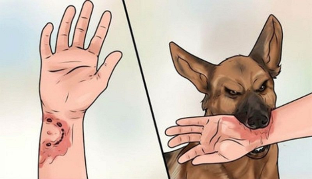 Bộ Y tế: Quyết liệt phòng bệnh dại, hạn chế thấp nhất ca tử vong- Ảnh 1.