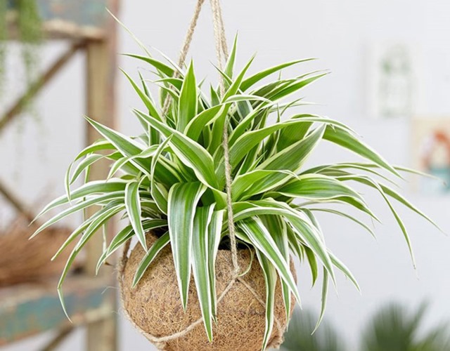 4 lý do vì sao nên trồng cây dây nhện bên cửa sổ- Ảnh 1.