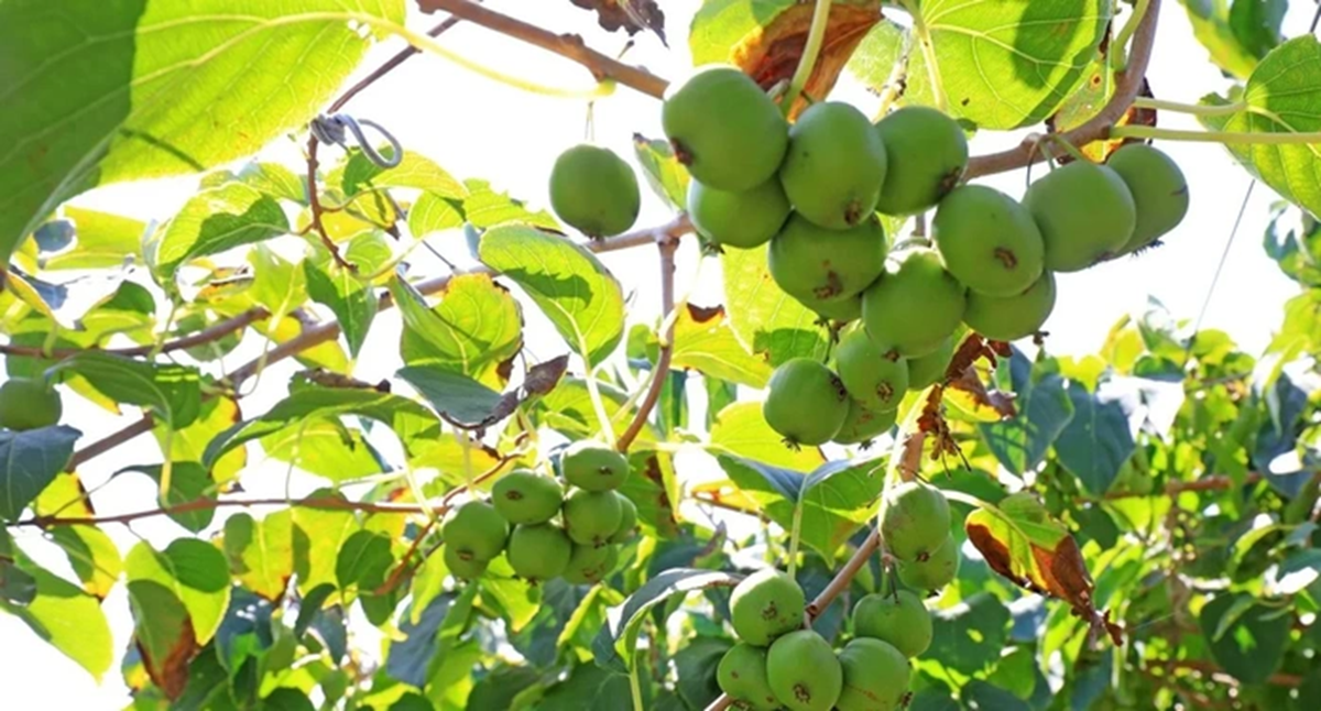 Mọc dại ở ch&acirc;u &Aacute;, loại quả n&agrave;y khiến giới khoa học ch&uacute; &yacute; v&igrave; khả năng chống ung thư - Ảnh 1.