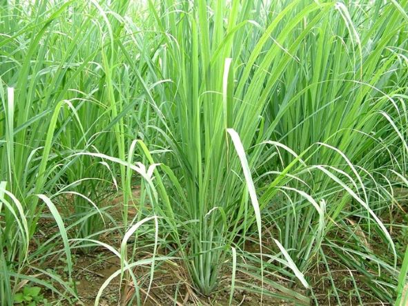 4 loại c&acirc;y rắn thường "n&eacute; xa"- Ảnh 1.