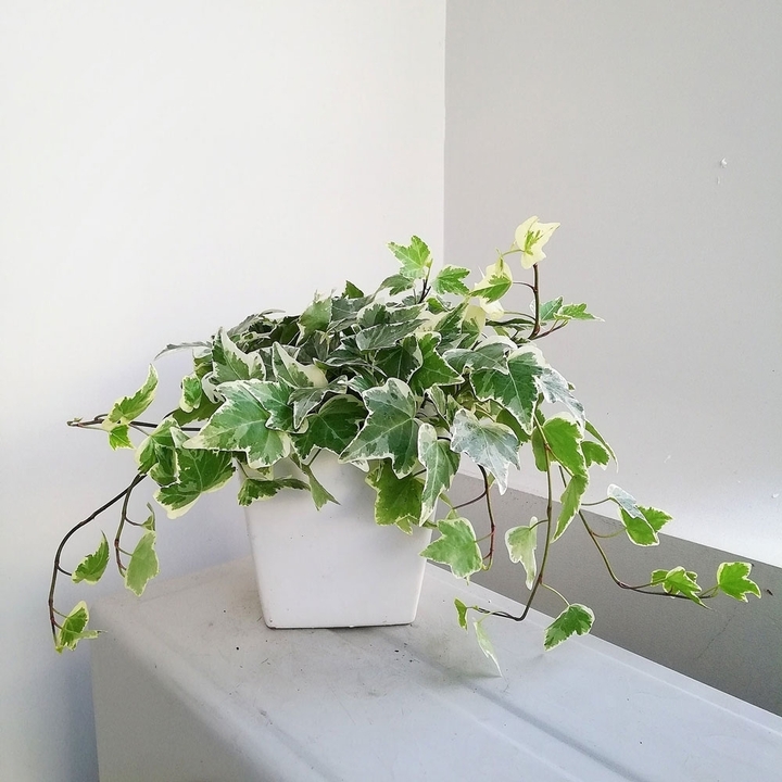 5 loại c&acirc;y trồng trong nh&agrave; gi&uacute;p lọc kh&ocirc;ng kh&iacute; hiệu quả- Ảnh 5.