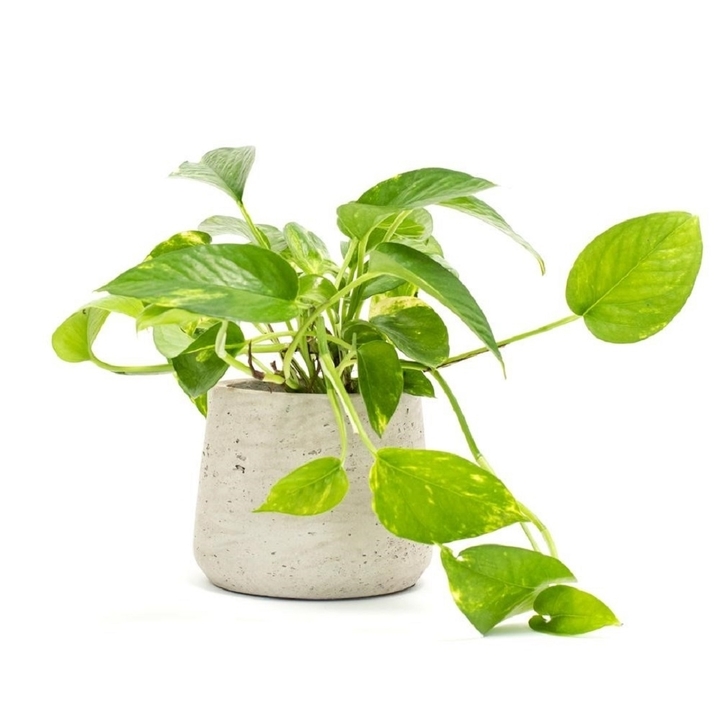 5 loại c&acirc;y trồng trong nh&agrave; gi&uacute;p lọc kh&ocirc;ng kh&iacute; hiệu quả- Ảnh 3.