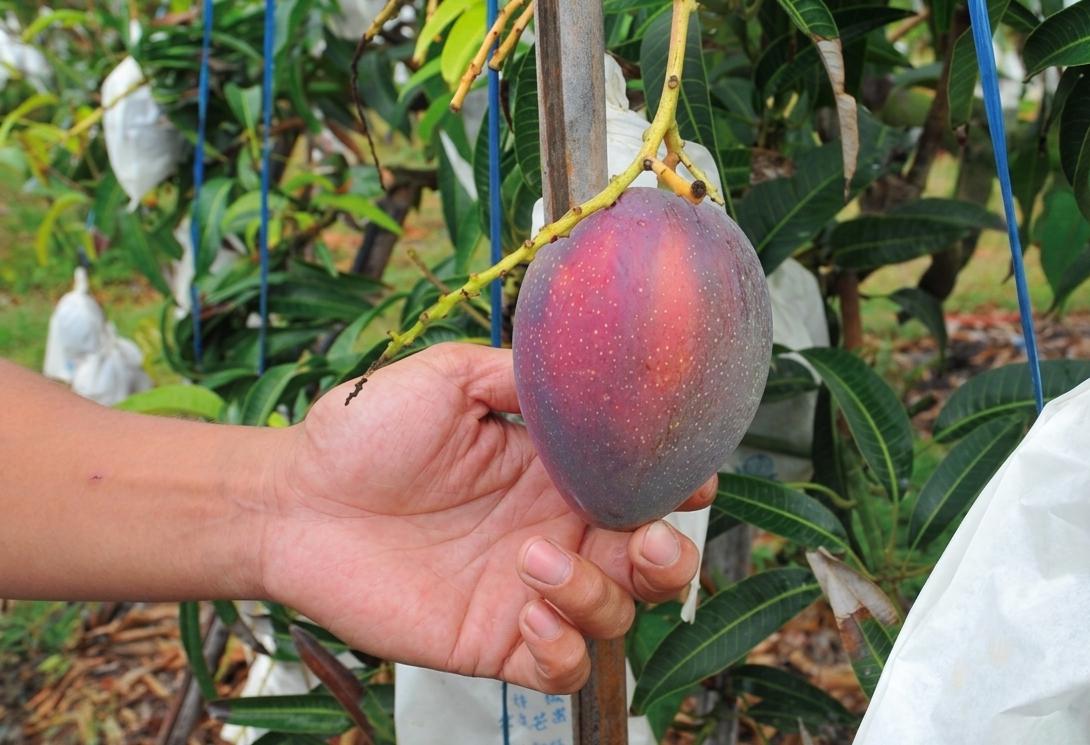 Bỏ việc về qu&ecirc; b&aacute;n hoa quả, 1 th&aacute;ng b&aacute;n được 15 tấn xo&agrave;i, thu nhập cao hơn lương văn ph&ograve;ng- Ảnh 2.