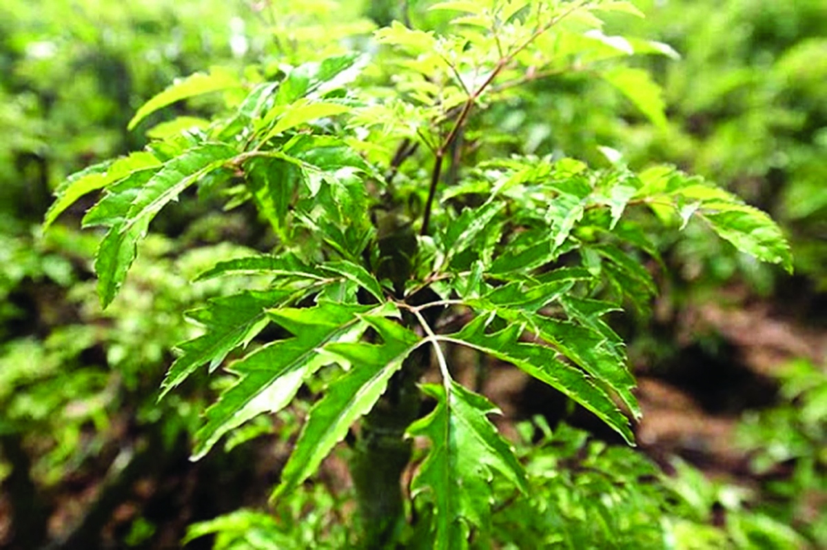 Tin vui cho những người th&iacute;ch ăn l&aacute; đinh lăng! - Ảnh 1.