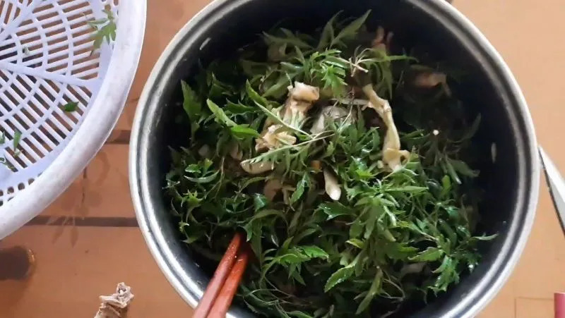 Tin vui cho những người th&iacute;ch ăn l&aacute; đinh lăng! - Ảnh 4.