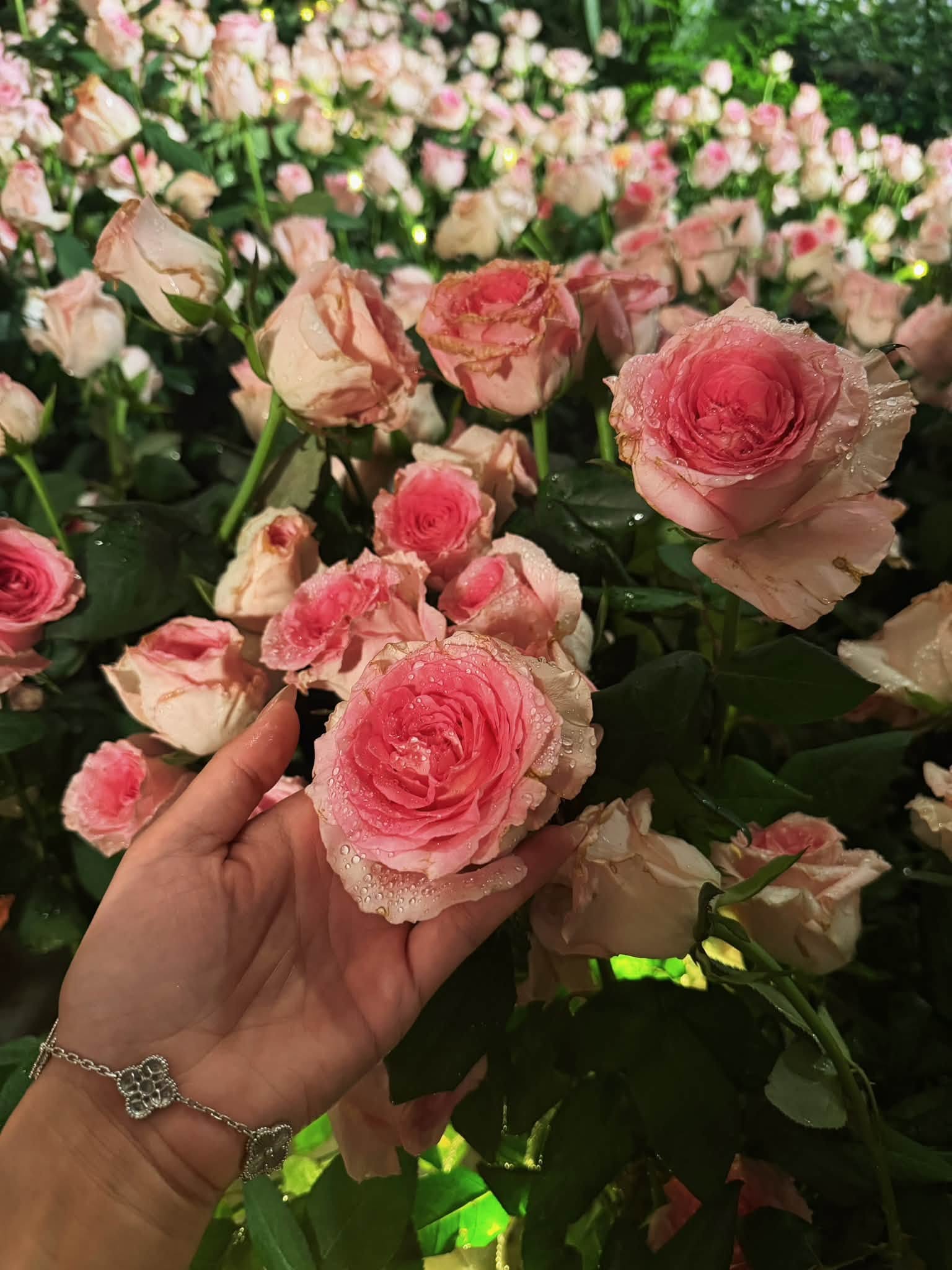 Động th&aacute;i l&uacute;c nửa đ&ecirc;m của Diệp L&acirc;m Anh- Ảnh 4.