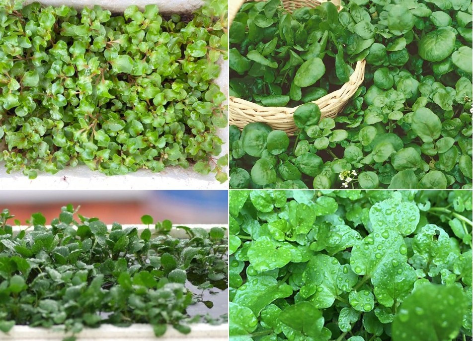 Việt Nam c&oacute; loại rau gi&aacute; rẻ b&egrave;o nhưng được CDC Mỹ đ&aacute;nh gi&aacute; "tốt nhất thế giới": Từng mọc dại chẳng ai ăn - Ảnh 1.