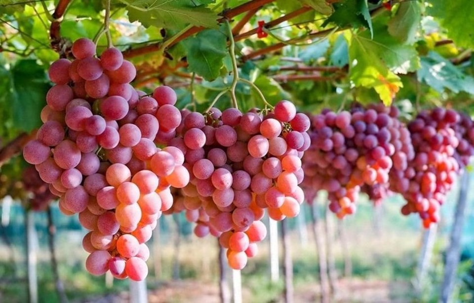 Trời sang thu, loại quả này đang nở rộ được ví như “thuốc bổ” sánh ngang sầu riêng - Ảnh 1.