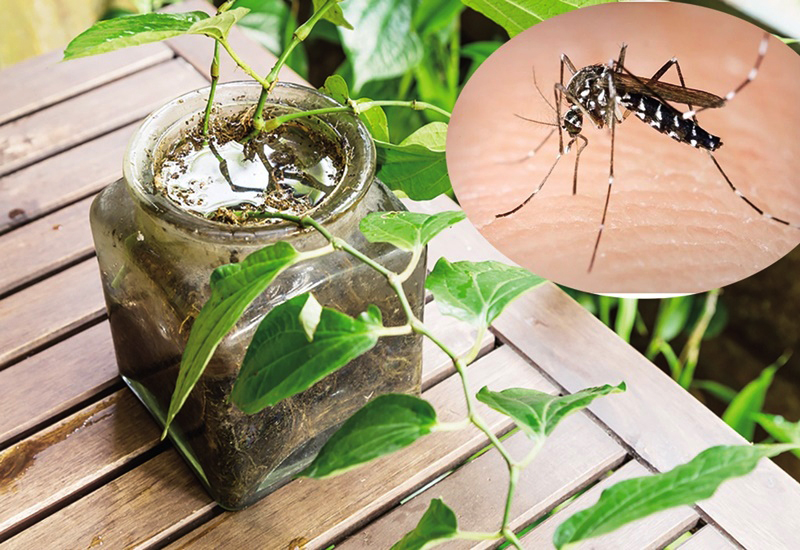 7 mẹo đơn giản gi&uacute;p cắt đứt nơi sinh sản của muỗi khi m&ugrave;a mưa đến- Ảnh 3.