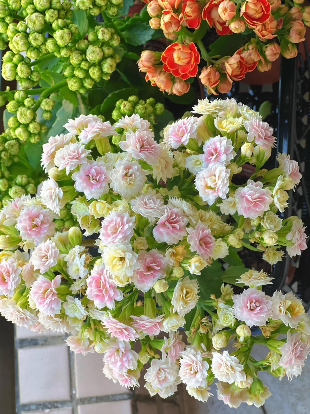 C&acirc;y hoa trường thọ mẹ trồng 5 năm bất ngờ nở rộ, d&acirc;n mạng nh&igrave;n d&aacute;ng c&acirc;y liền muốn mua th&ecirc;m một chậu- Ảnh 10.