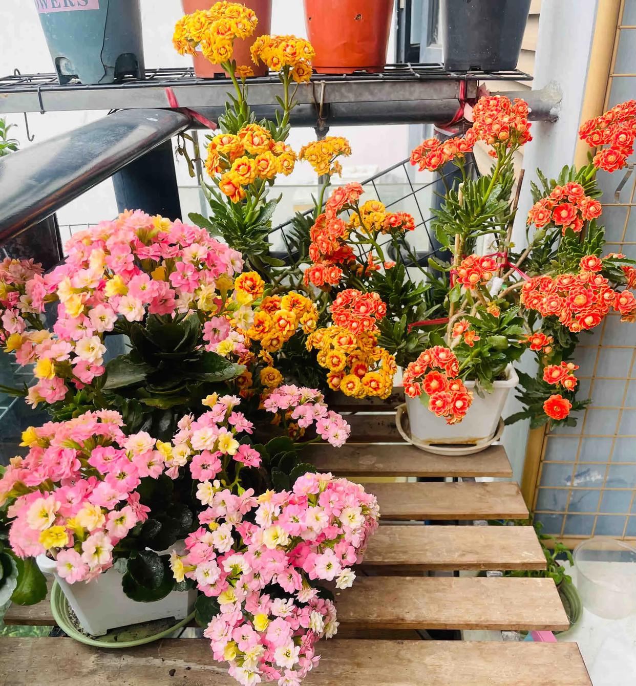 C&acirc;y hoa trường thọ mẹ trồng 5 năm bất ngờ nở rộ, d&acirc;n mạng nh&igrave;n d&aacute;ng c&acirc;y liền muốn mua th&ecirc;m một chậu- Ảnh 13.
