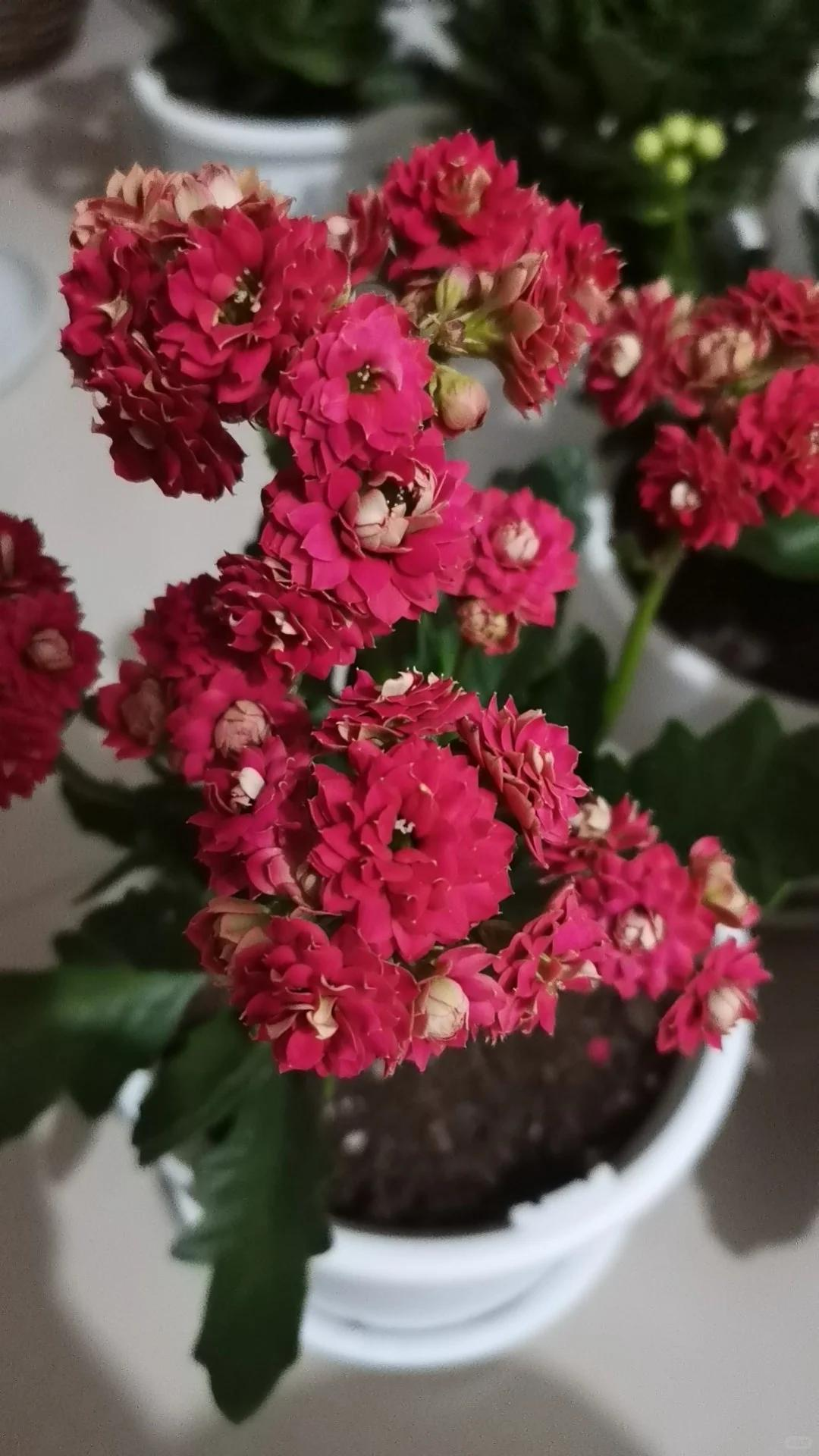 C&acirc;y hoa trường thọ mẹ trồng 5 năm bất ngờ nở rộ, d&acirc;n mạng nh&igrave;n d&aacute;ng c&acirc;y liền muốn mua th&ecirc;m một chậu- Ảnh 8.