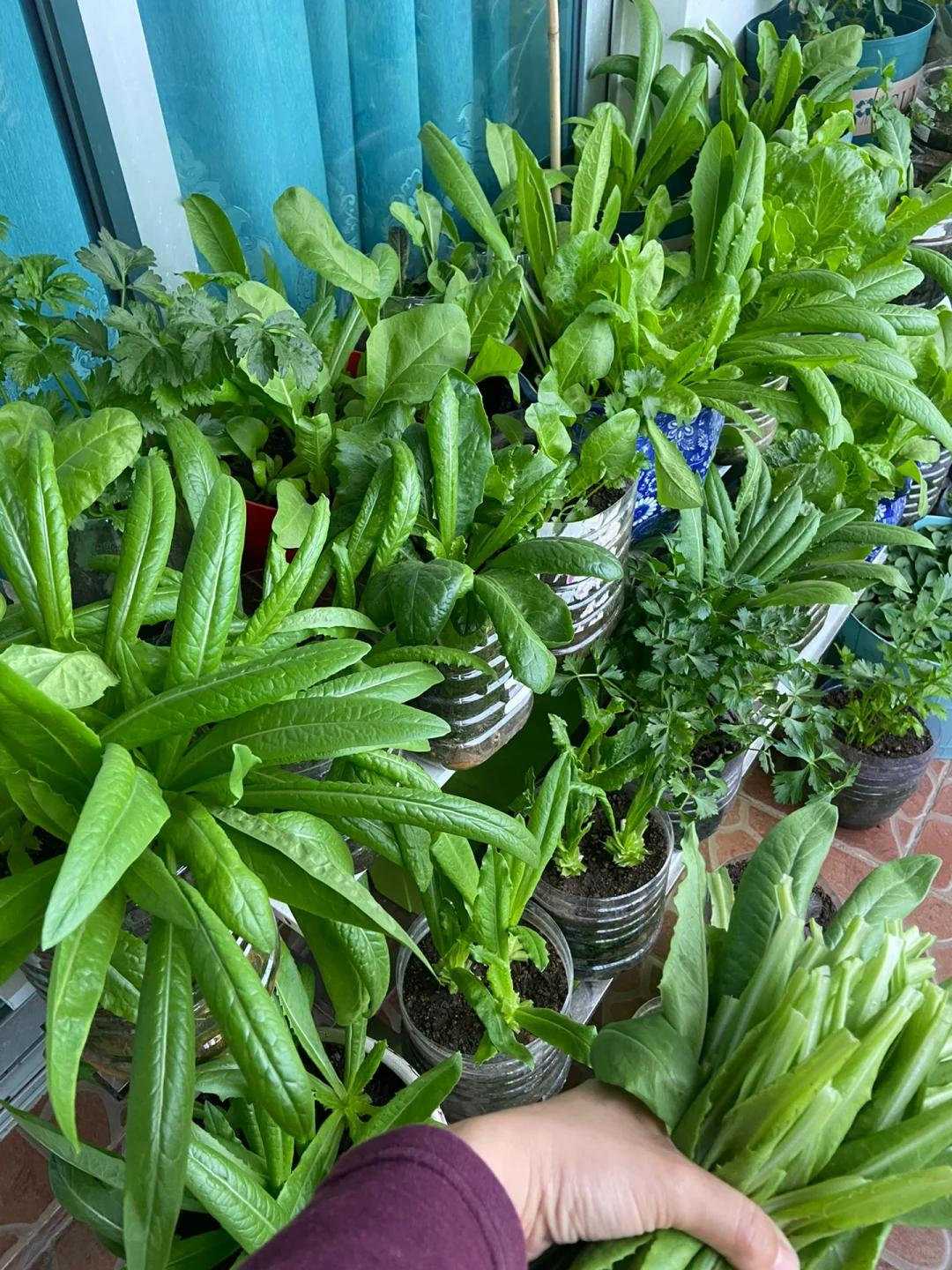Người phụ nữ trồng cải th&igrave;a tr&ecirc;n ban c&ocirc;ng, sau 21 ng&agrave;y thu được luống rau xanh mướt khiến ai nh&igrave;n cũng muốn l&agrave;m theo - Ảnh 8.