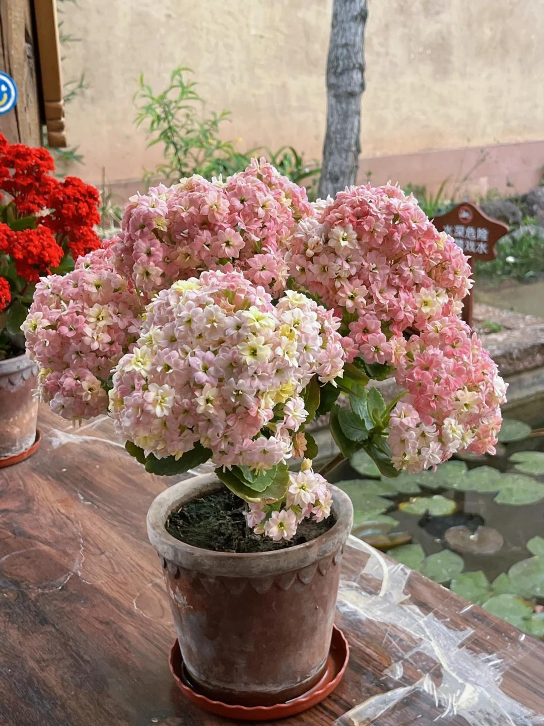 C&acirc;y hoa trường thọ mẹ trồng 5 năm bất ngờ nở rộ, d&acirc;n mạng nh&igrave;n d&aacute;ng c&acirc;y liền muốn mua th&ecirc;m một chậu- Ảnh 4.