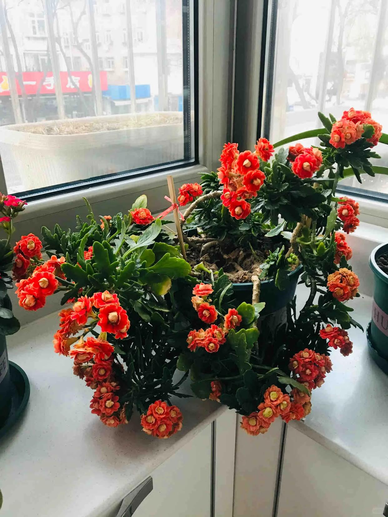 C&acirc;y hoa trường thọ mẹ trồng 5 năm bất ngờ nở rộ, d&acirc;n mạng nh&igrave;n d&aacute;ng c&acirc;y liền muốn mua th&ecirc;m một chậu- Ảnh 3.