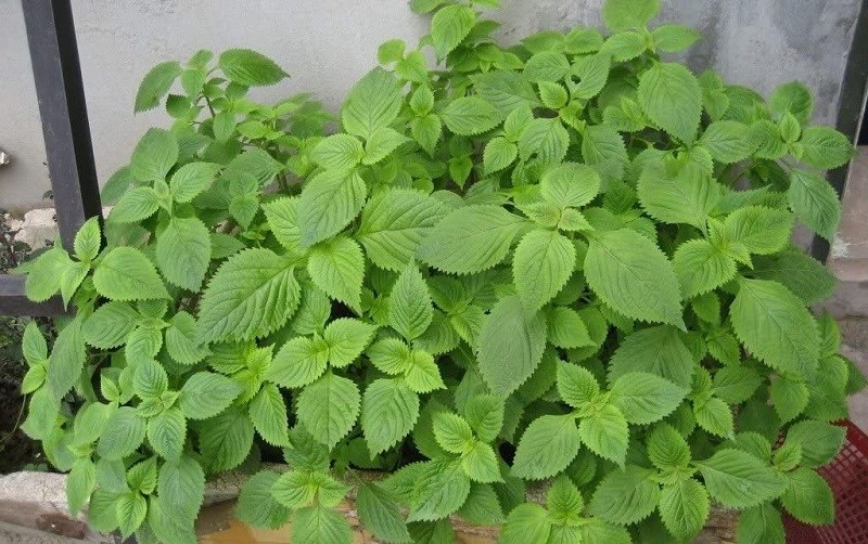 Tin vui cho những người th&iacute;ch ăn rau kinh giới!- Ảnh 1.