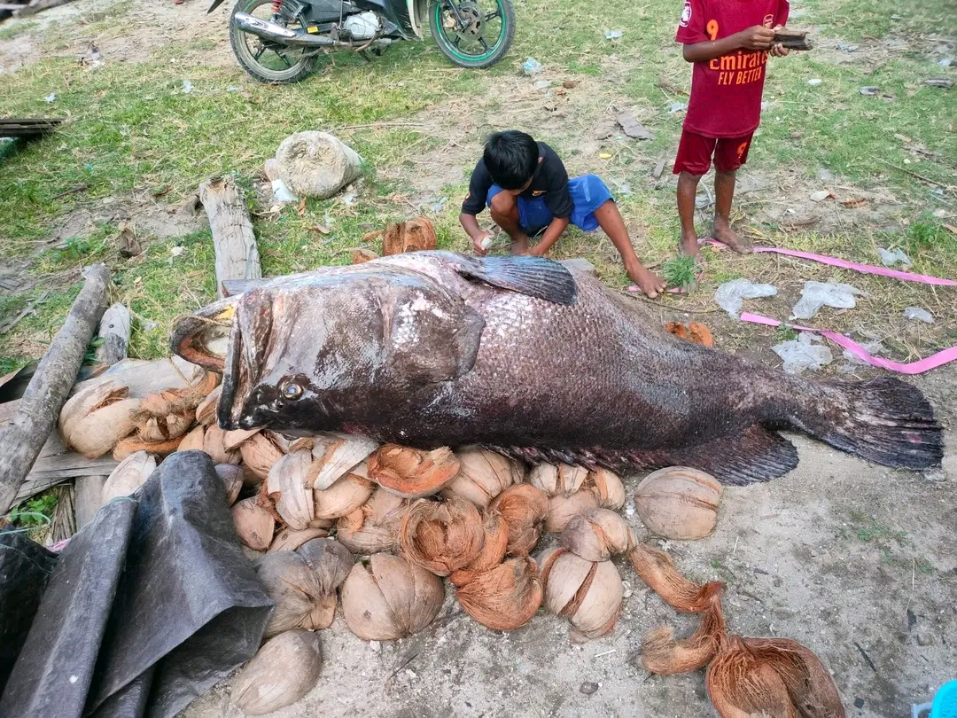 3 cậu b&eacute; bắt được con c&aacute; m&uacute; khổng lồ nặng 150kg tr&ecirc;n biển - Ảnh 2.