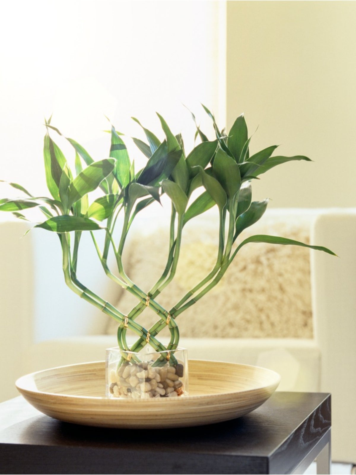 5 loại c&acirc;y thường được trồng để &ldquo;cầu may&rdquo; - Ảnh 1.