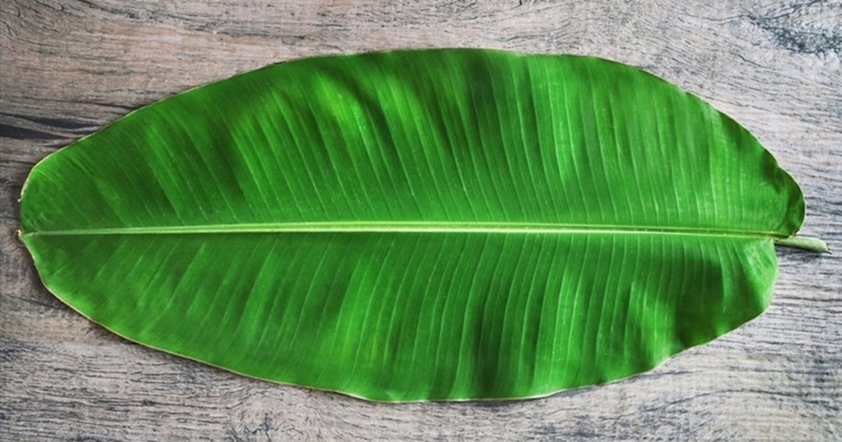 Loại l&aacute; rụng đầy vườn ở Việt Nam, "trời T&acirc;y" b&aacute;n gần nửa triệu đồng/chiếc vẫn c&oacute; người mua - Ảnh 3.