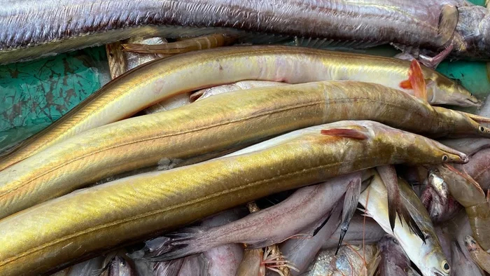 Lo&agrave;i c&aacute; "độc lạ" d&agrave;i h&agrave;ng m&eacute;t, chứa "b&aacute;u vật" ở bụng c&oacute; gi&aacute; cả triệu đồng/kg - Ảnh 1.