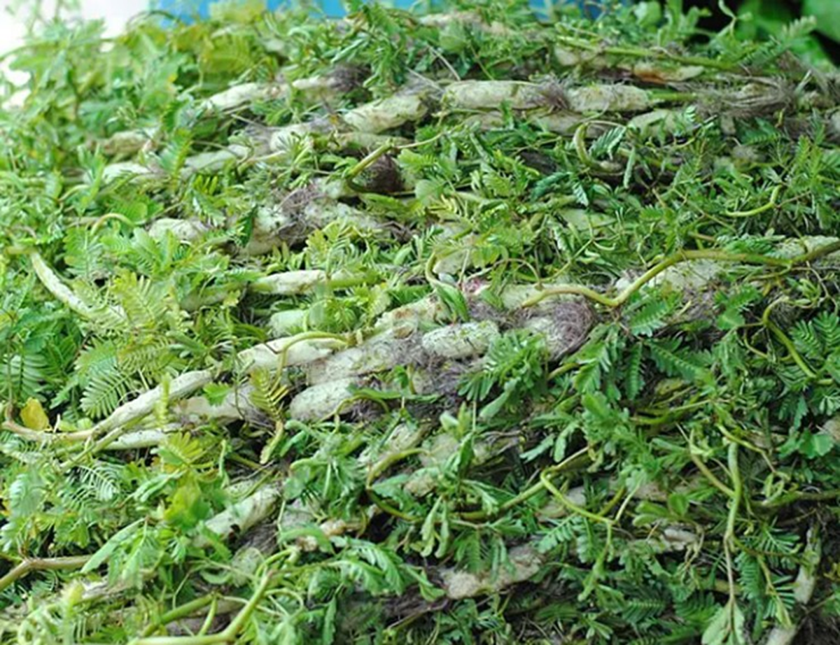 Ăn 1 nắm rau n&agrave;y "tốt ngang thịt", nh&igrave;n qua tưởng cỏ dại - Ảnh 1.