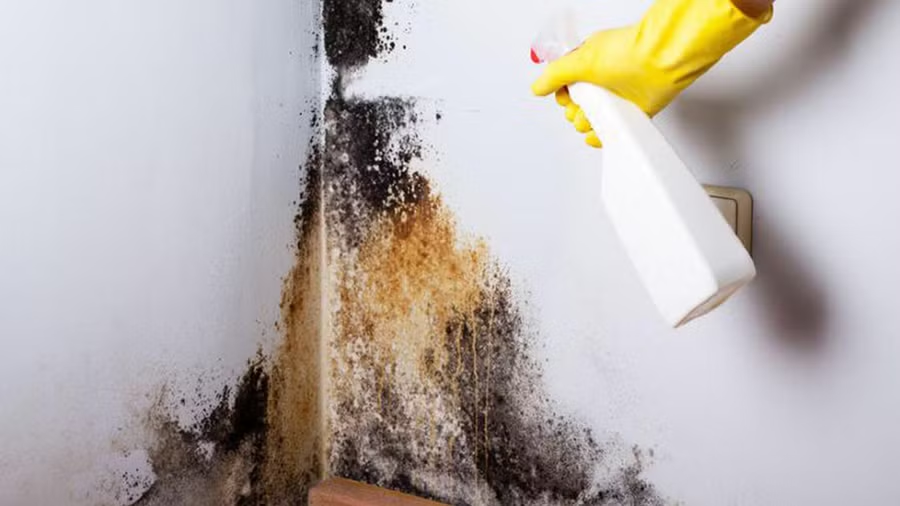 Lời khuy&ecirc;n cho những gia đ&igrave;nh hay bị ẩm mốc, tường nh&agrave; bong tr&oacute;c- Ảnh 2.