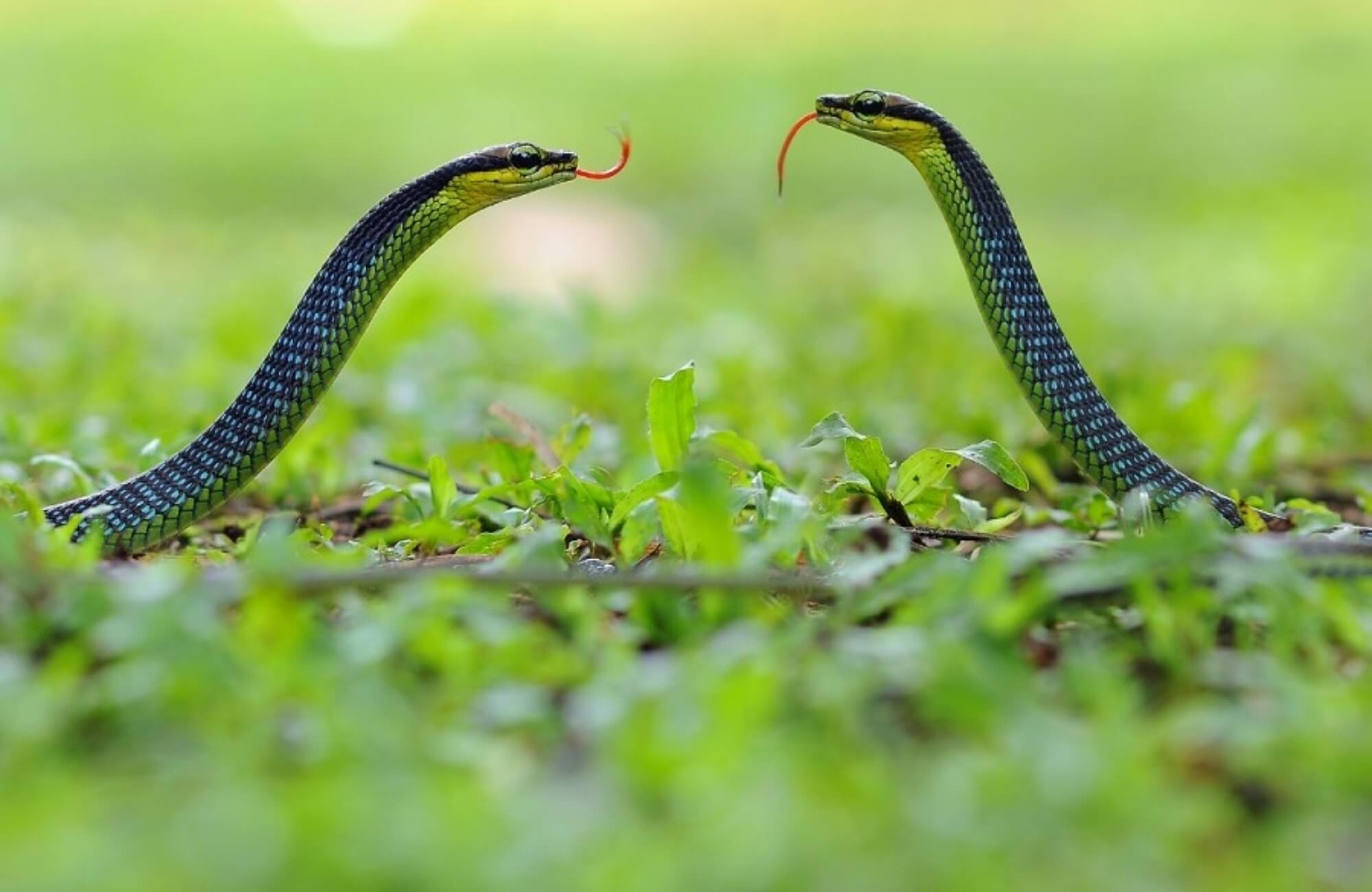 Cuối th&aacute;ng thấy rắn b&ograve; v&agrave;o nh&agrave;, lời khuy&ecirc;n cho tất cả mọi người lưu &yacute;- Ảnh 2.