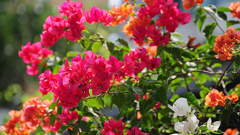 L&yacute; do nhiều người th&iacute;ch trồng hoa giấy trước nh&agrave; nhưng kh&ocirc;ng bao giờ đặt trong ph&ograve;ng- Ảnh 1.