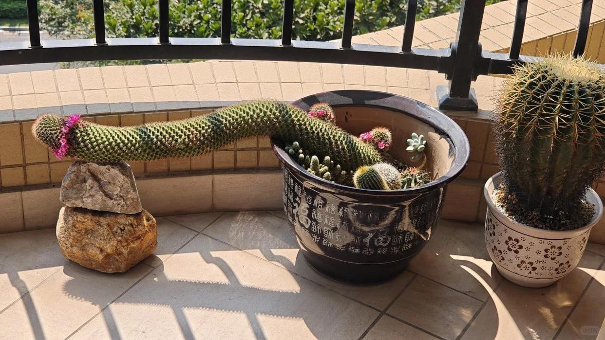 C&acirc;y xương rồng mẹ trồng 19 năm bất ngờ &ldquo;nằm d&agrave;i&rdquo; khắp chậu, đến khi nở hoa ai cũng trầm trồ. - Ảnh 3.