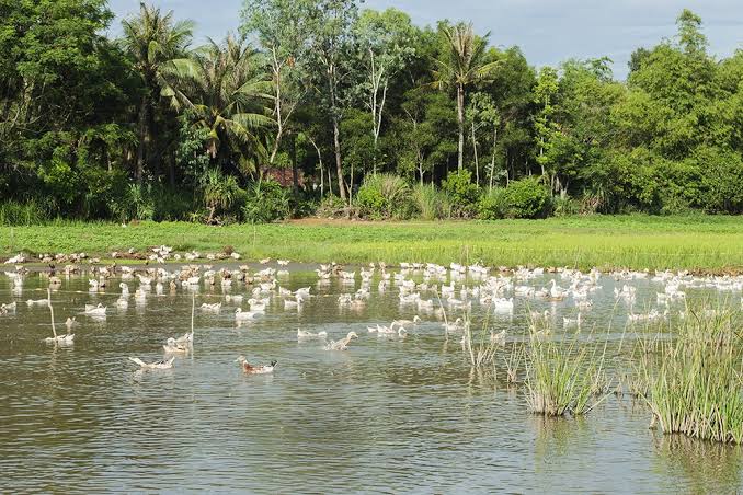 Ph&aacute;t hiện đầm nước ngọt thuộc dạng hiếm ở tỉnh miền Trung: Từng th&ocirc;ng thẳng ra biển, nước chuyển từ mặn sang ngọt - Ảnh 4.