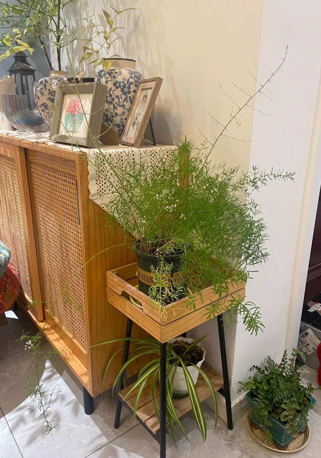Người phụ nữ chỉ đặt một chậu c&acirc;y 4 năm tuổi trong ph&ograve;ng kh&aacute;ch, ai bước v&agrave;o đều khen: &ldquo;Nh&igrave;n th&ocirc;i đ&atilde; thấy thư th&aacute;i&rdquo;- Ảnh 5.