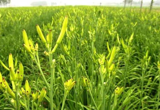 Khi m&ugrave;a thu bắt đầu, n&ecirc;n phơi kh&ocirc; 4 loại rau n&agrave;y, bảo quản trong tủ lạnh v&agrave; d&ugrave;ng để nấu ăn đến tận năm sau- Ảnh 13.