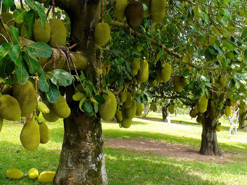 5 l&yacute; do n&ecirc;n trồng một c&acirc;y m&iacute;t trong vườn nh&agrave;- Ảnh 1.
