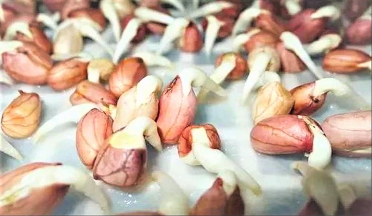 Đừng vội vứt bỏ! Những thực phẩm này khi nảy mầm có thể tăng giá trị dinh dưỡng - Ảnh 3.