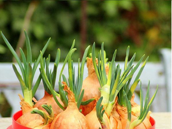 Đừng vội vứt bỏ! Những thực phẩm này khi nảy mầm có thể tăng giá trị dinh dưỡng - Ảnh 5.
