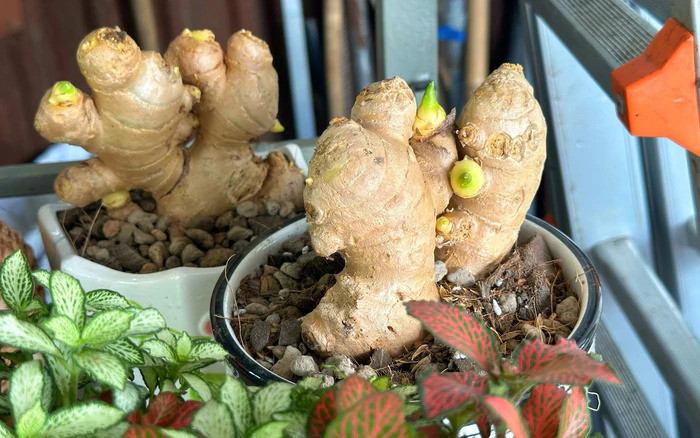 Lời khuyên đến tất cả các gia đình đang trồng gừng- Ảnh 2.