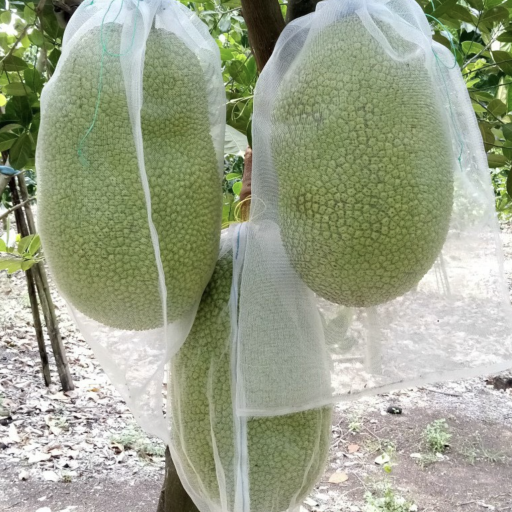 Lời khuyên đến tất cả các gia đình đang trồng cây mít- Ảnh 2.